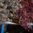 Motsmore Blomster Closeup 2